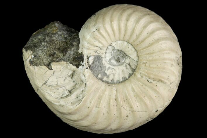 Ammonite (Pleuroceras) Fossil - Germany #125407